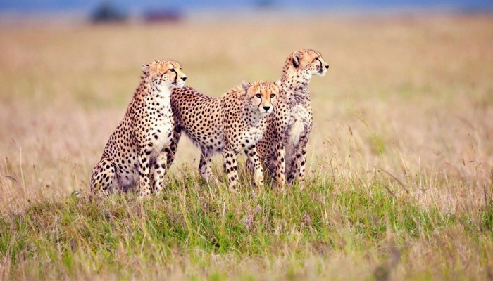 Honeymoon Safaris