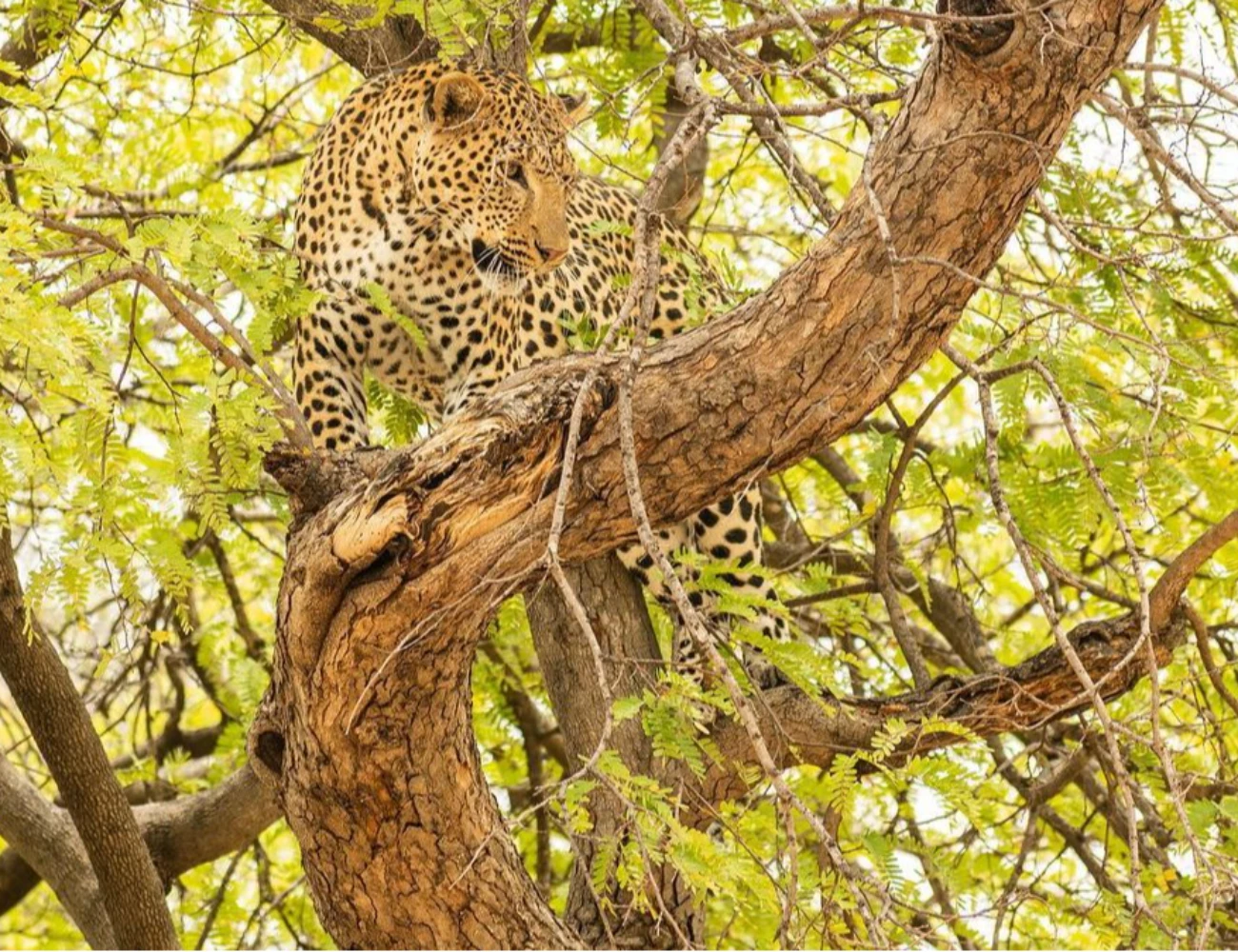 Luxury Safari Experience