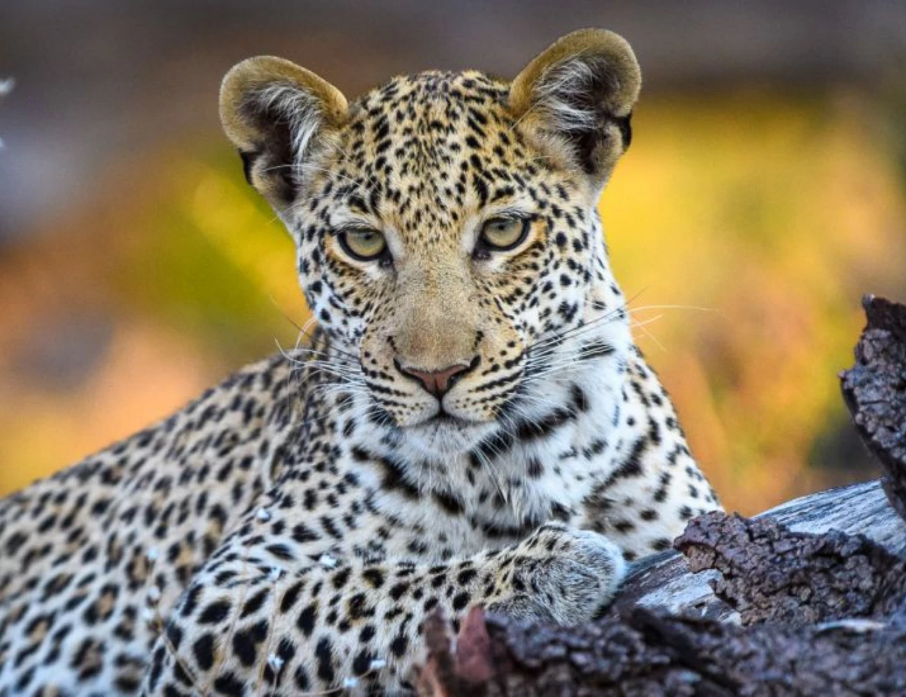 Big Cats & Great Migration